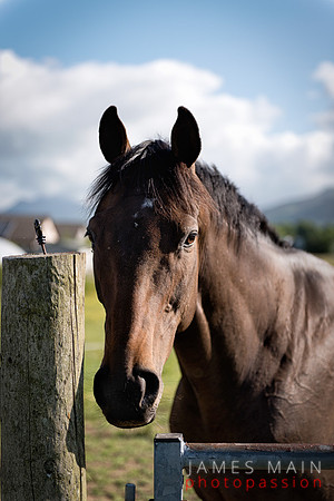 Faye's horse